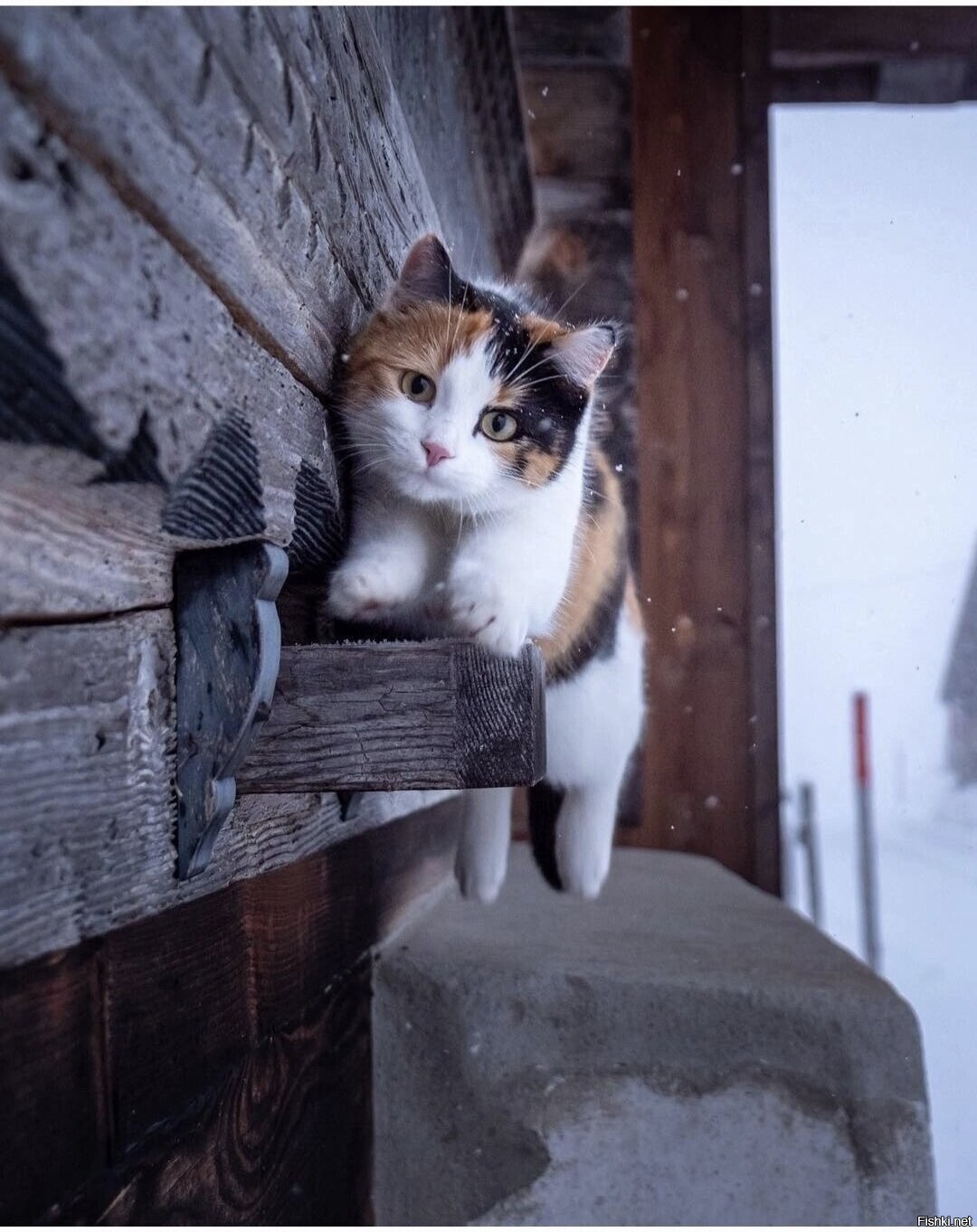 Солянка