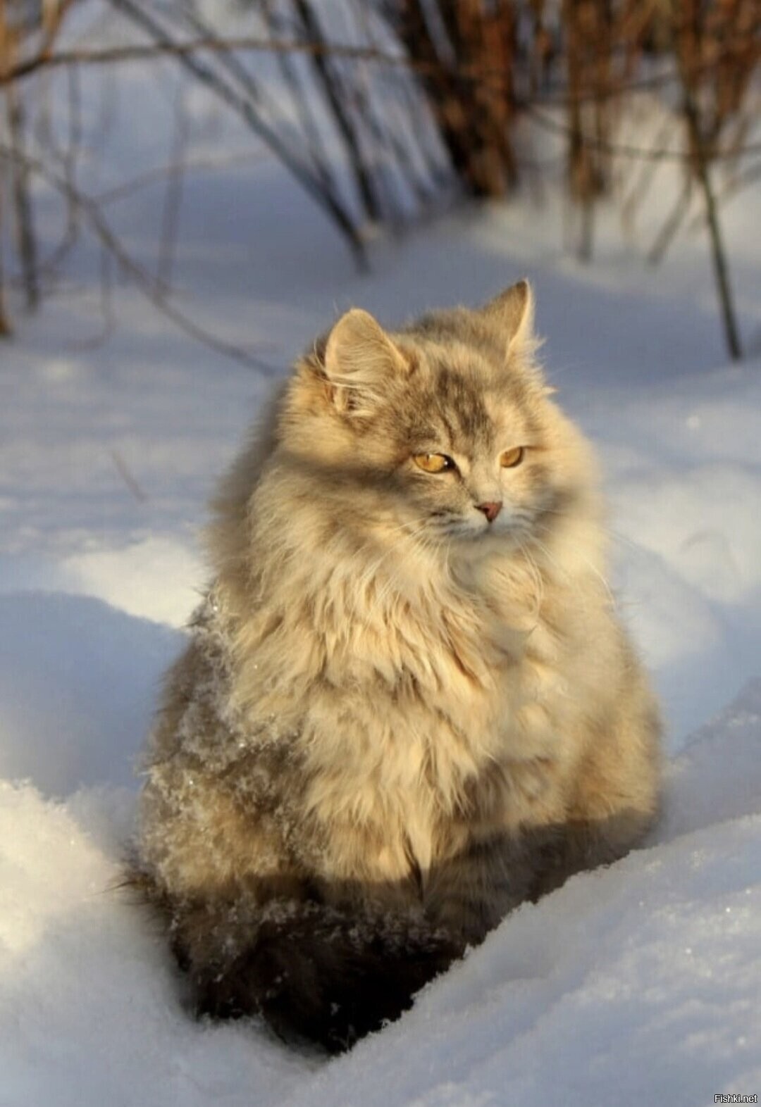Солянка