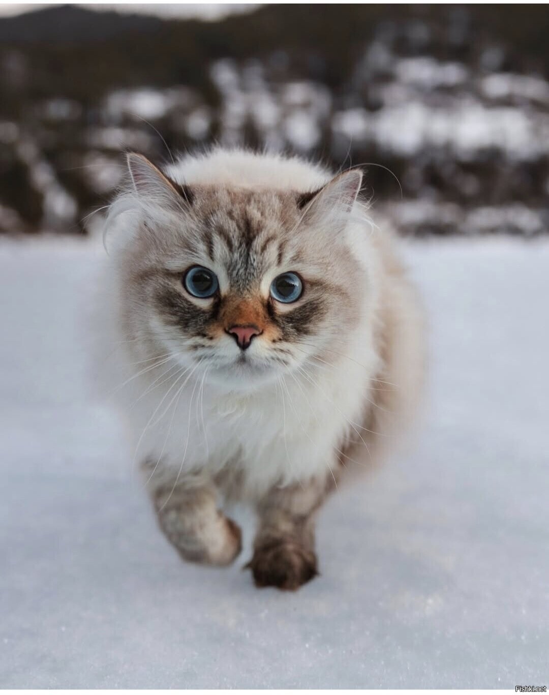 Солянка