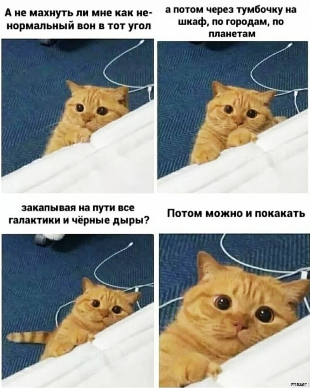 Котика в ленту Солянки (⁠^⁠