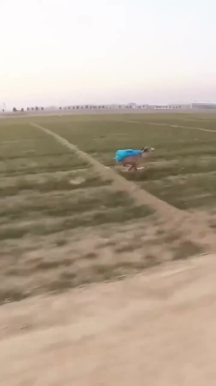 Как выгуливают английскую борзую