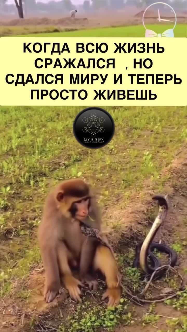 Осторожно мат