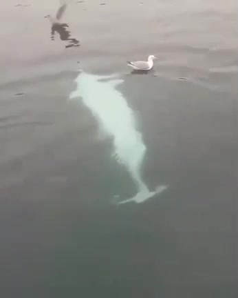 Когда белухе скучно)