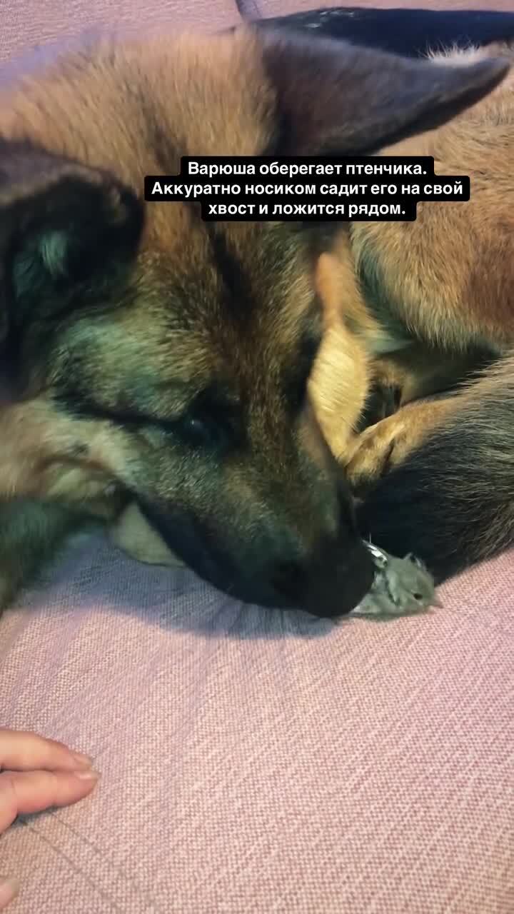 Нежности)