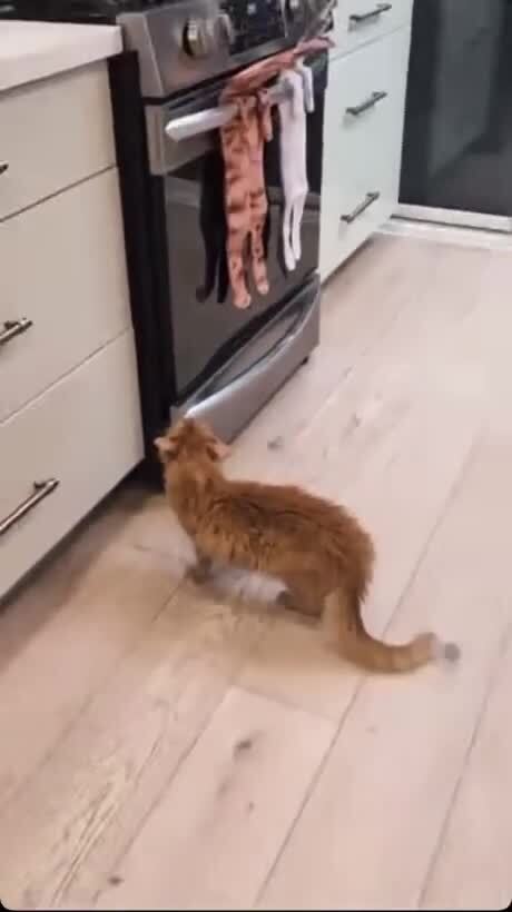 Как отвадить кота от плиты