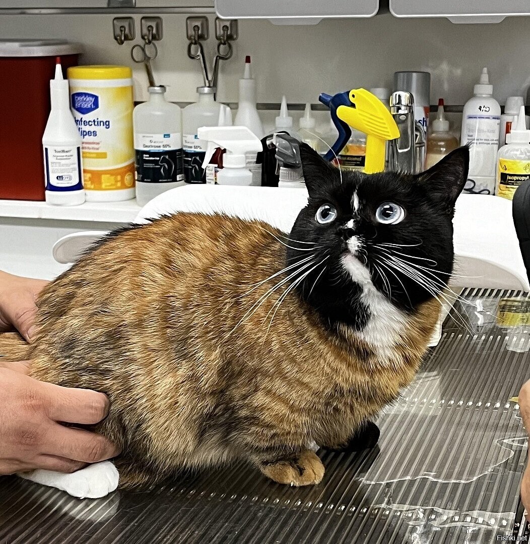 Солянка