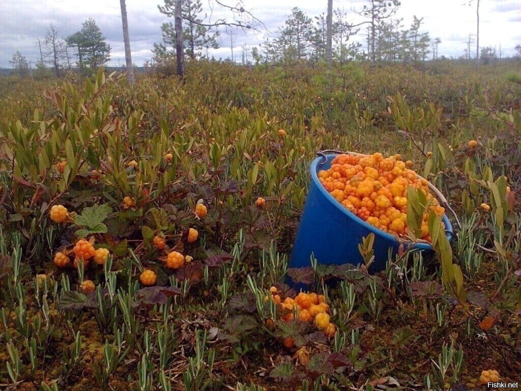 Солянка