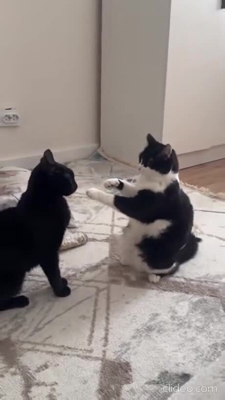 Жестокая драка котов