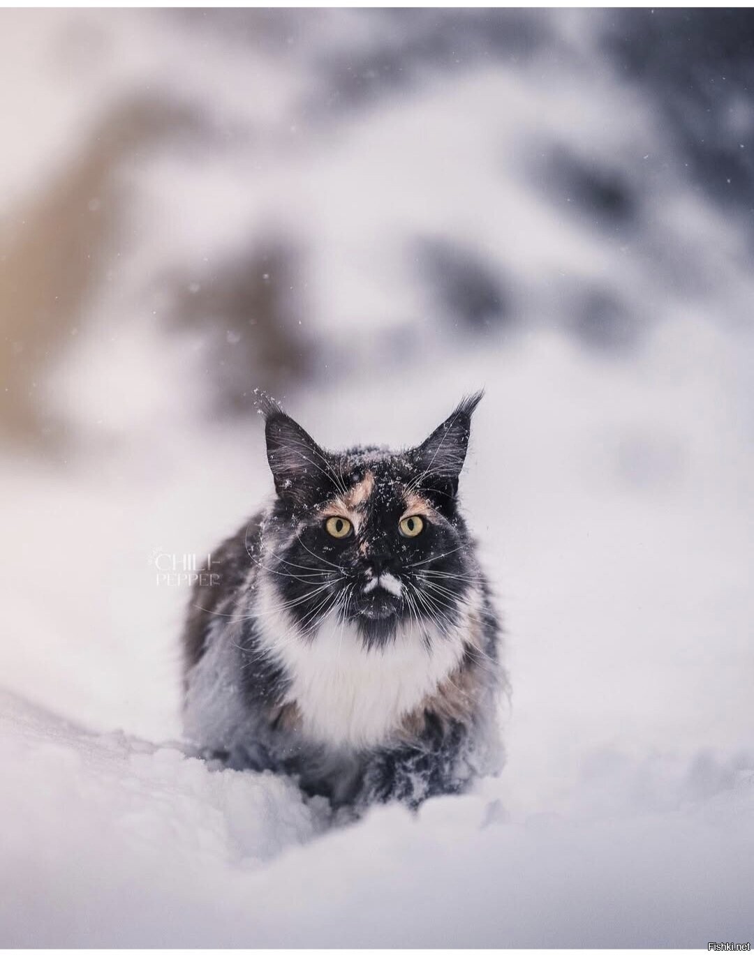 Солянка