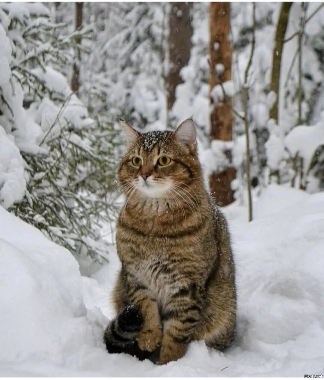 Солянка