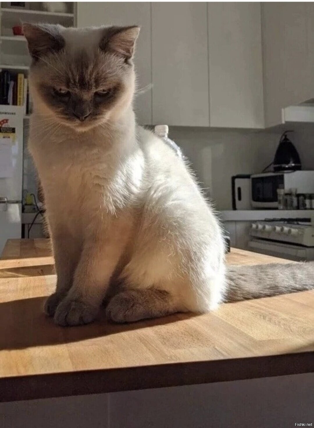 Солянка