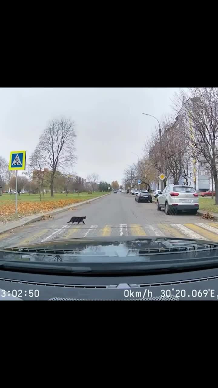 Соблюдай ПДД)