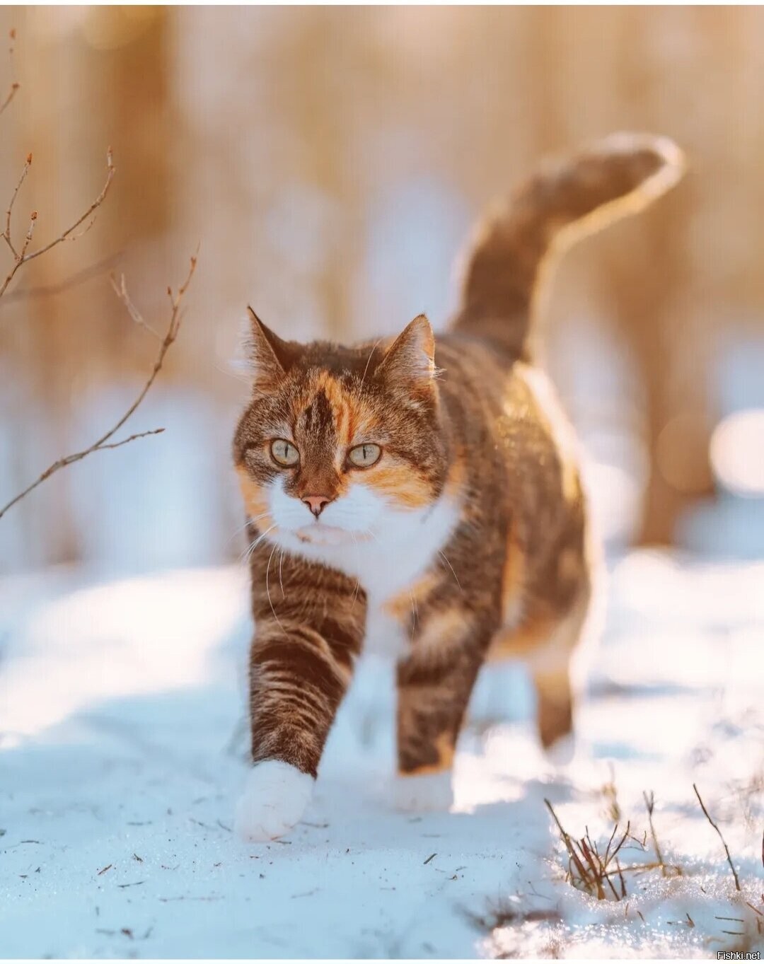Солянка