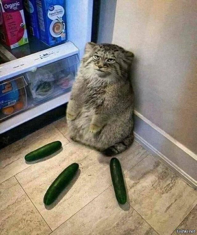 Свят, свят, свят