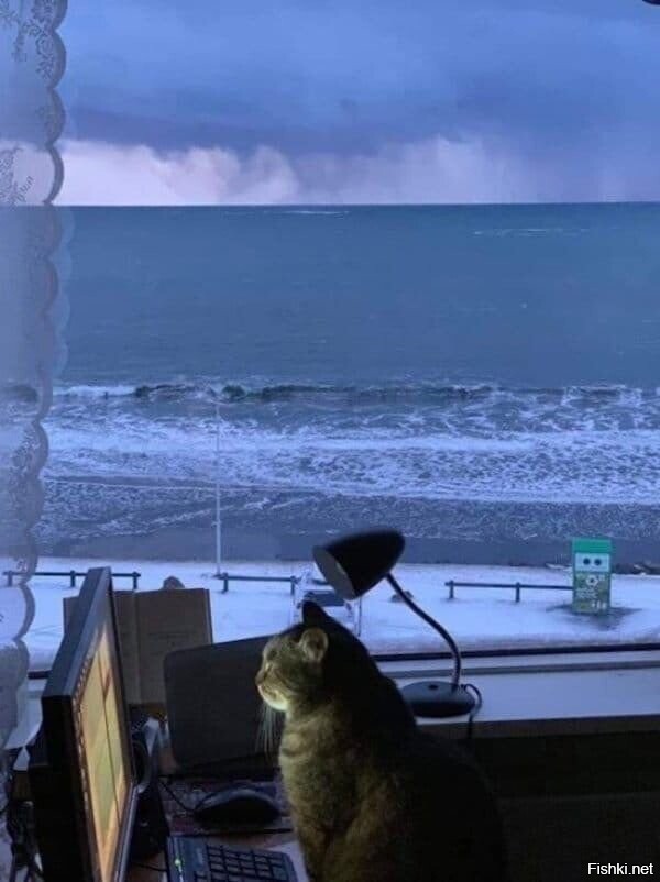 Солянка