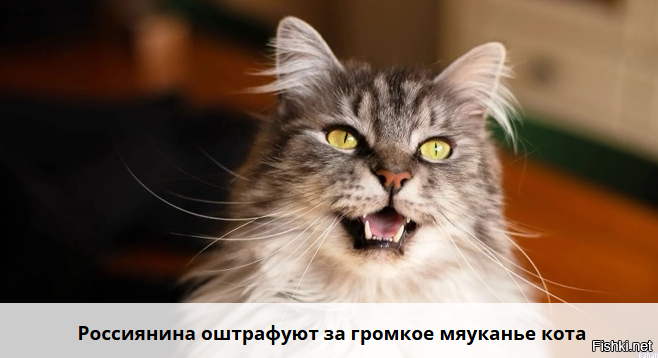 Мужчина уехал на неделю и оставил своего кота в квартире