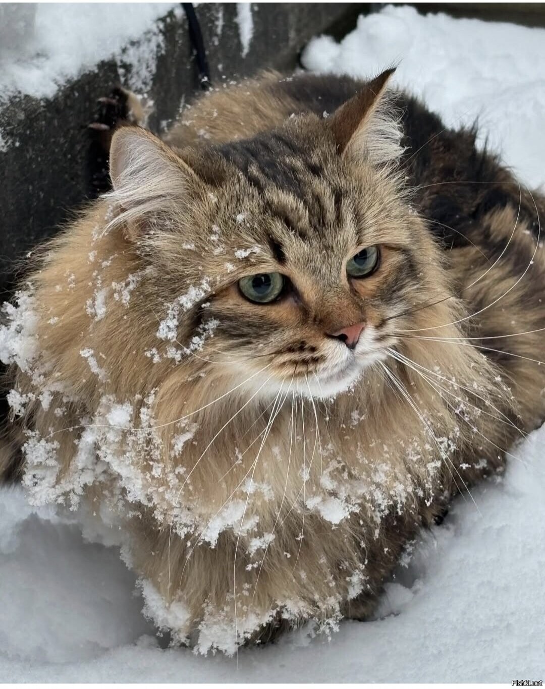 Солянка