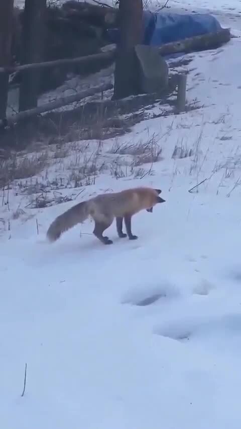 Мышкование