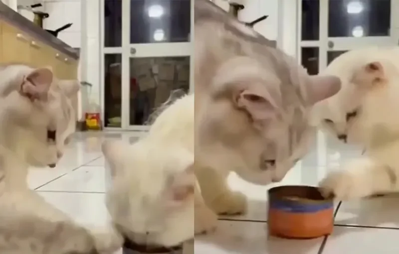 Твоя очередь: коты едят из одной банки
