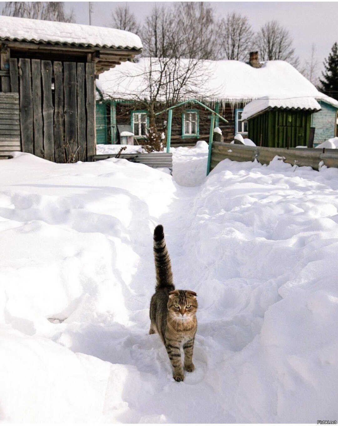 Солянка