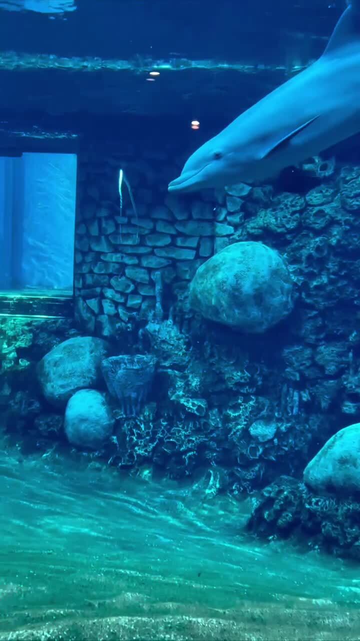 Подводный трюкач )