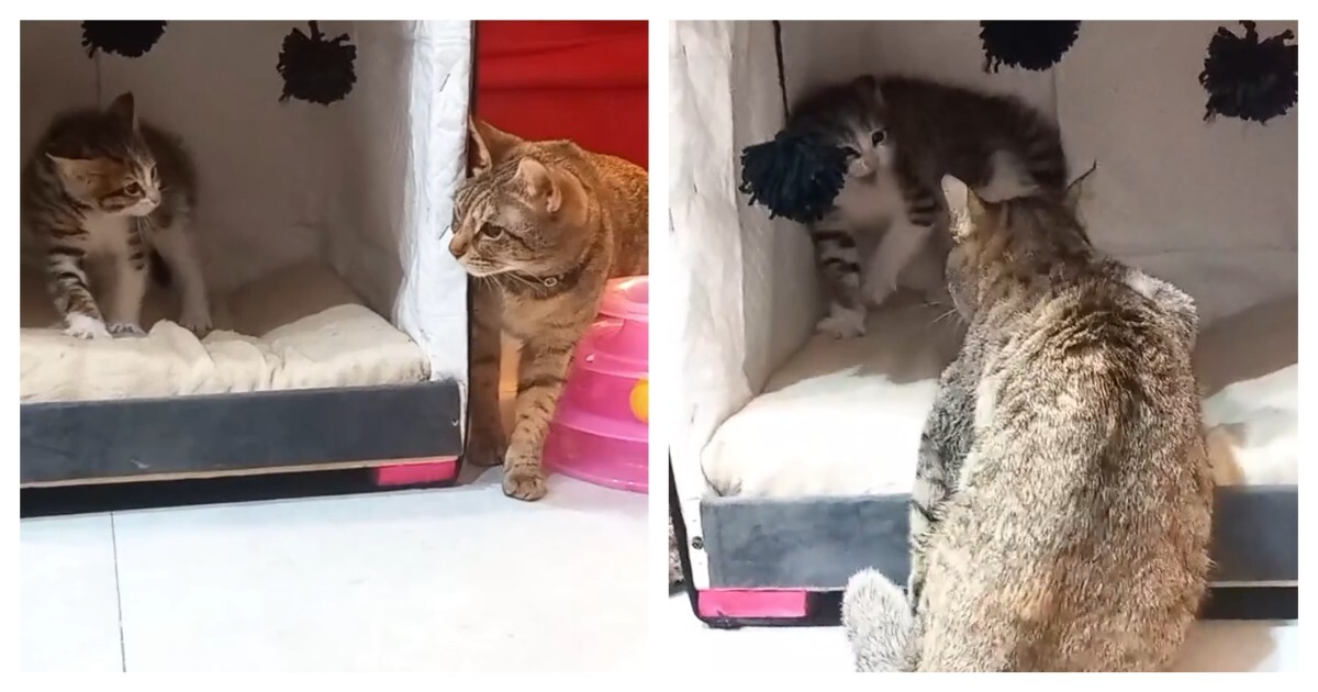 Терпеливая кошка и вспыльчивый котёнок