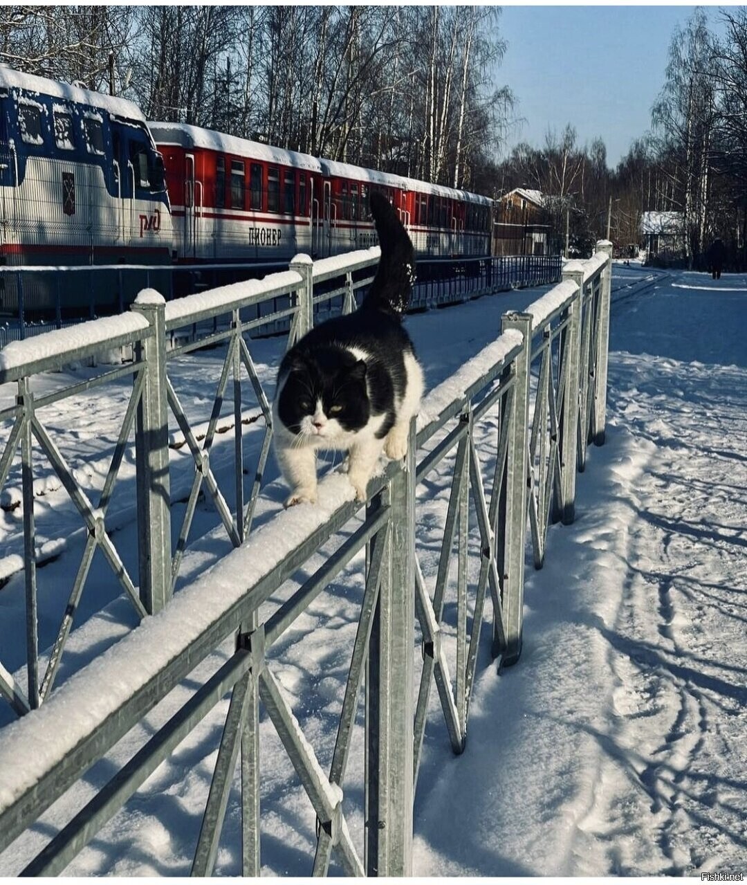 Солянка
