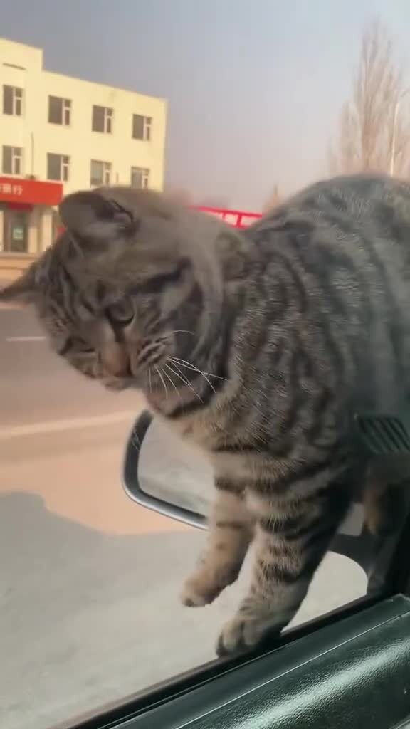 Счастье упорно лезло в дом