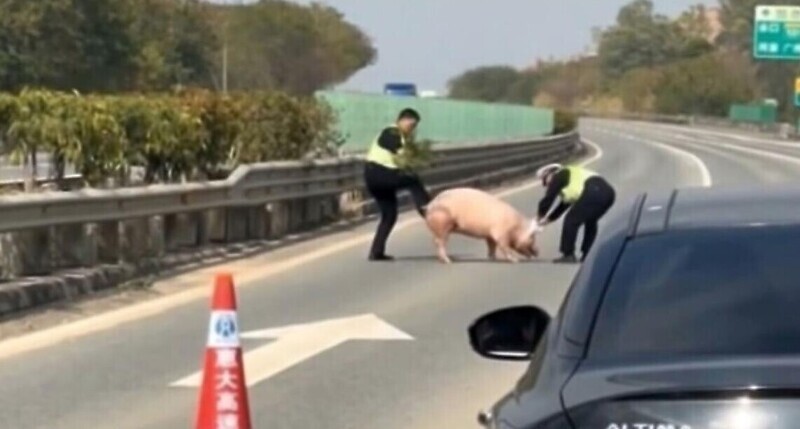 Китайские полицейские пытаются прогнать свинью с дороги