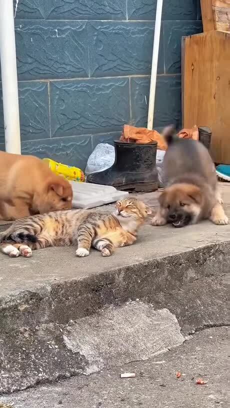 Солянка