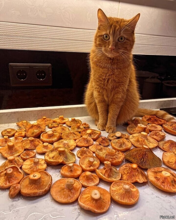 Рыжики