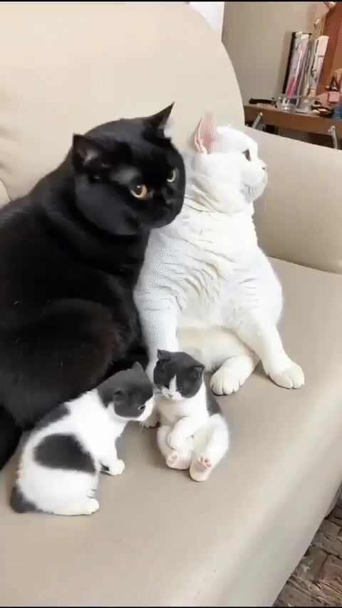 Котосемья
