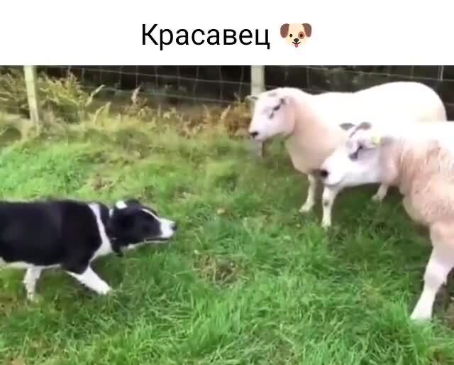 Пёс выполнил свою задачу,загнав в стойло баранов 