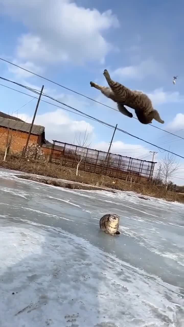 Акробатика