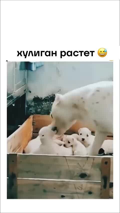 Злюкой растёт )))