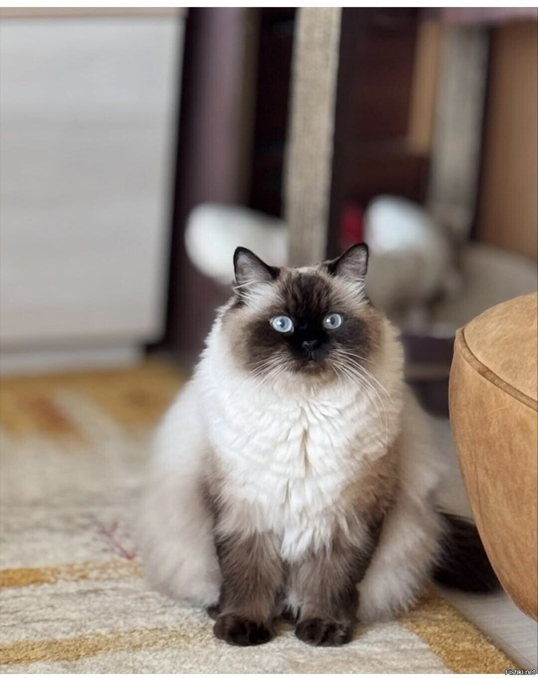 Солянка