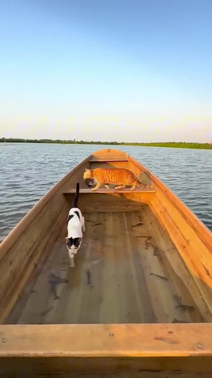 Трое в лодке