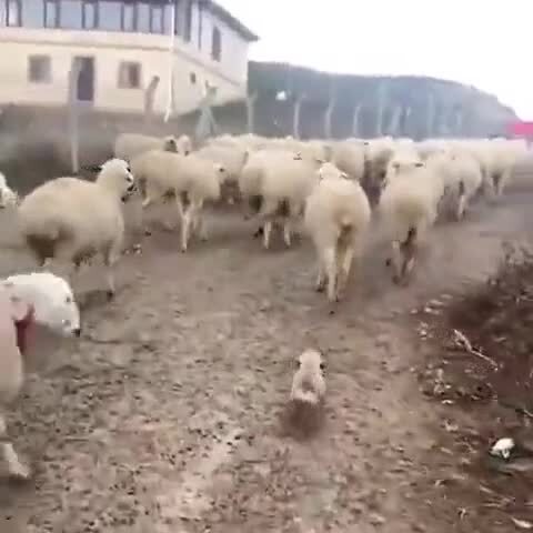 Маленький алабай