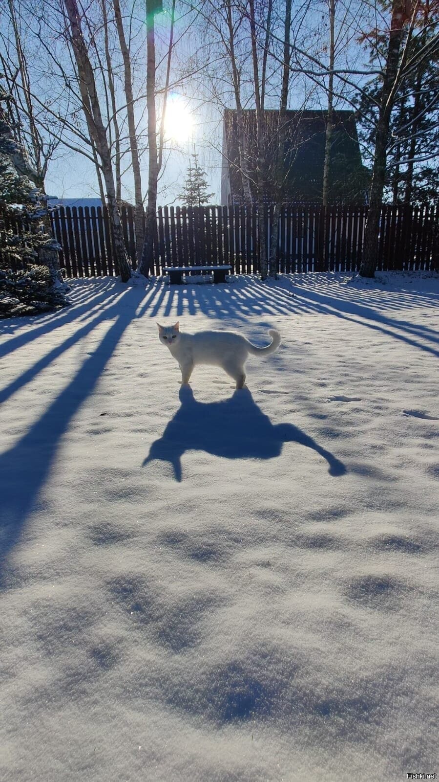 Солянка