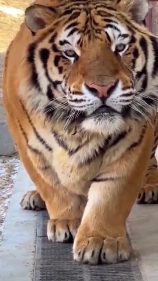 "Заведи кошечку