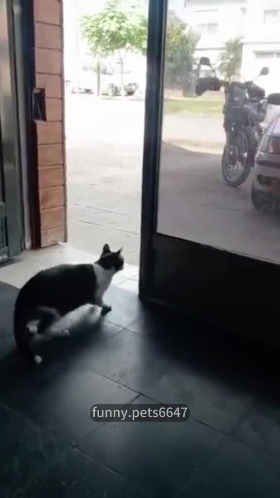 Непримиримые друзья
