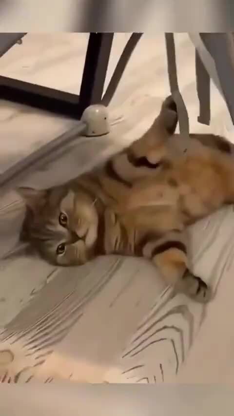 Усатые няни