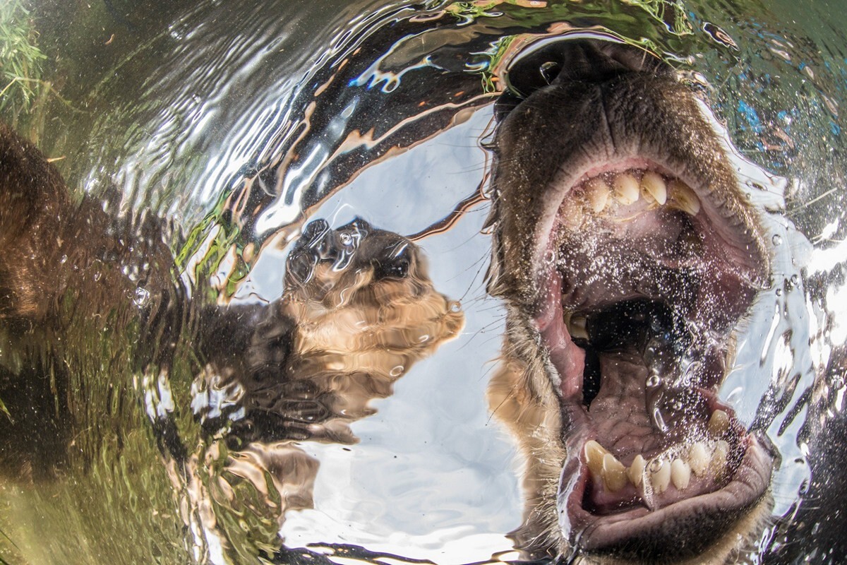 Подводный мир в работах победителей конкурса Underwater Photographer of the Year 2019