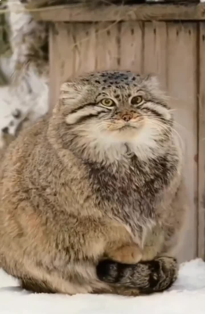 хорошо иметь хвостик