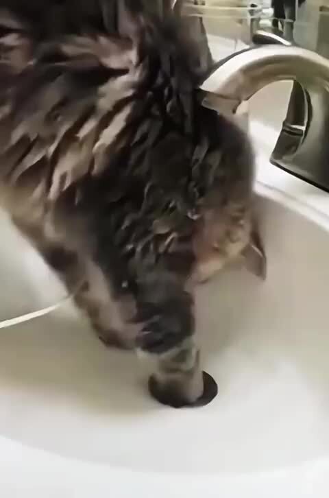 коты помошники 
