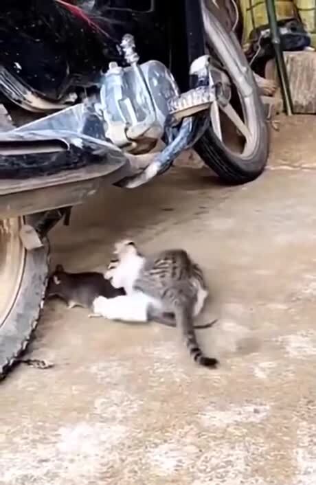 Солянка