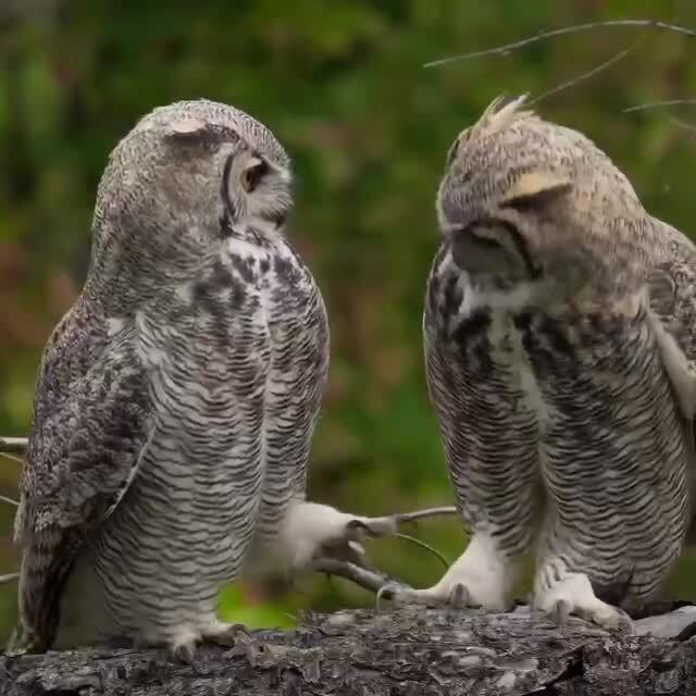 Совиные страсти)