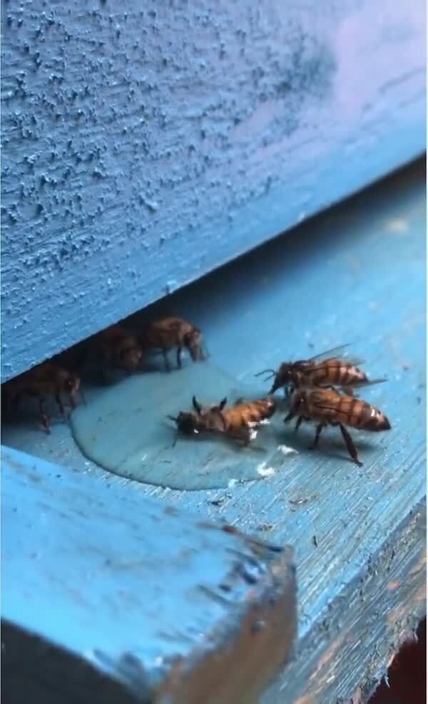 Настоящие товарищи