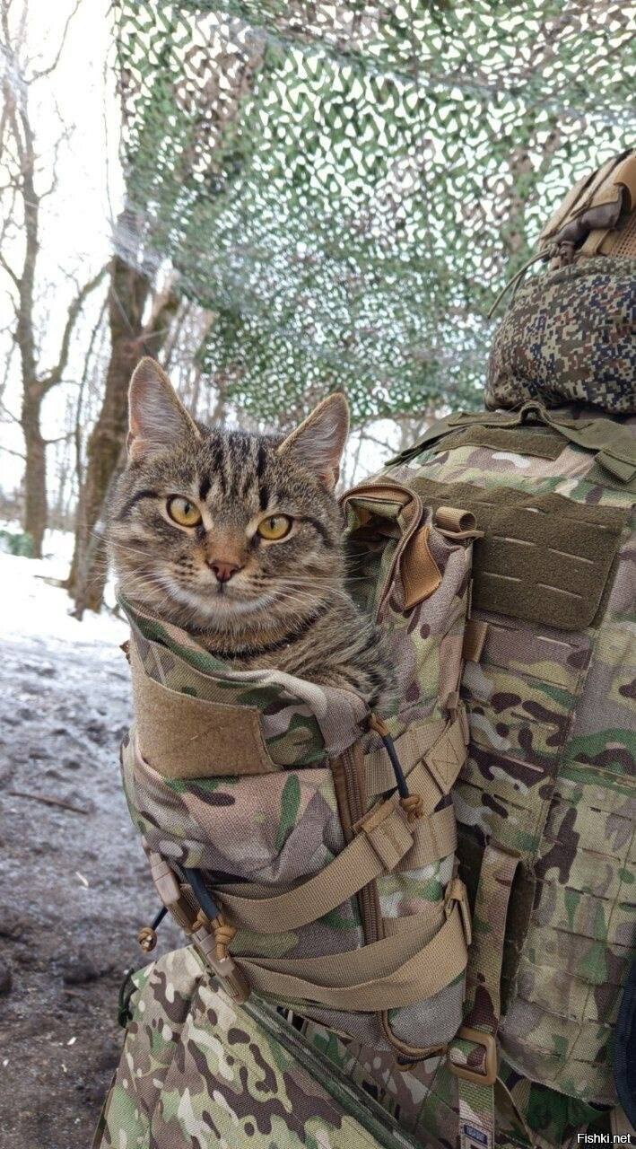 Сухопутный котик