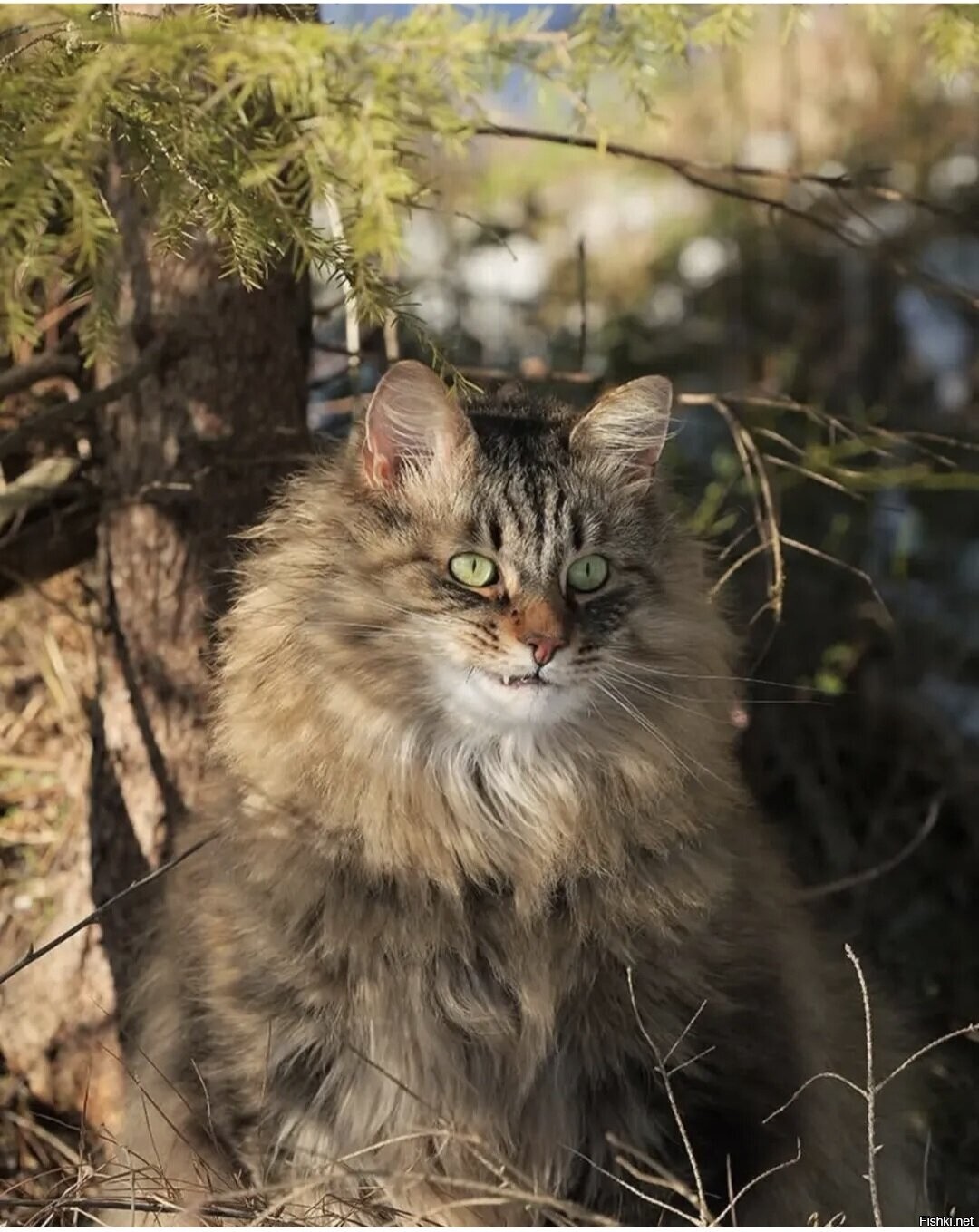 Солянка